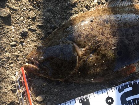 飲ませでヒラメ